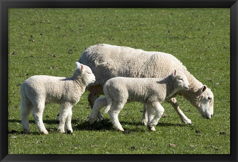 Framed Sheep and Lambs, near Dunedin, Otago, South Island, New Zealand Print