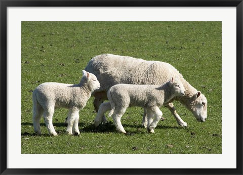 Framed Sheep and Lambs, near Dunedin, Otago, South Island, New Zealand Print