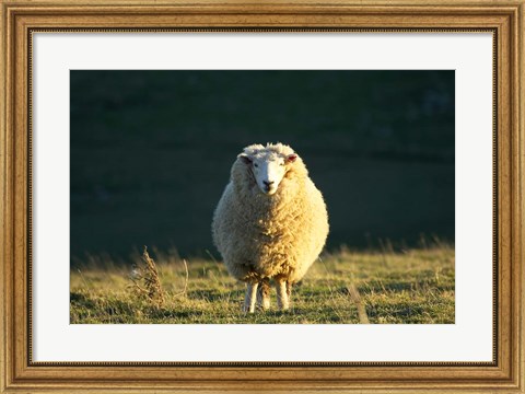Framed Sheep, Farm animal, Dunedin, South Island, New Zealand Print