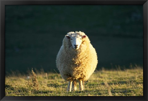 Framed Sheep, Farm animal, Dunedin, South Island, New Zealand Print