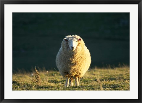 Framed Sheep, Farm animal, Dunedin, South Island, New Zealand Print