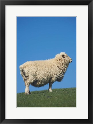 Framed Sheep, Farm animal, Scroggs Hill, So Island, New Zealand Print