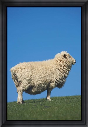 Framed Sheep, Farm animal, Scroggs Hill, So Island, New Zealand Print