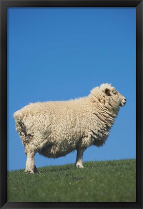 Framed Sheep, Farm animal, Scroggs Hill, So Island, New Zealand Print