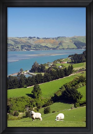 Framed Sheep, Farm animals, Sawyers Bay, So Island, New Zealand Print