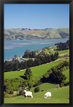 Framed Sheep, Farm animals, Sawyers Bay, So Island, New Zealand Print