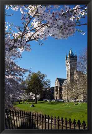 Framed Spring, Clock Tower, Dunedin, South Island, New Zealand (vertical) Print