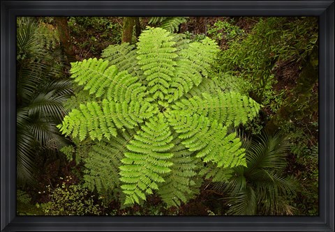 Framed Tree fern, AH Reed Memorial Kauri Park, New Zealand Print