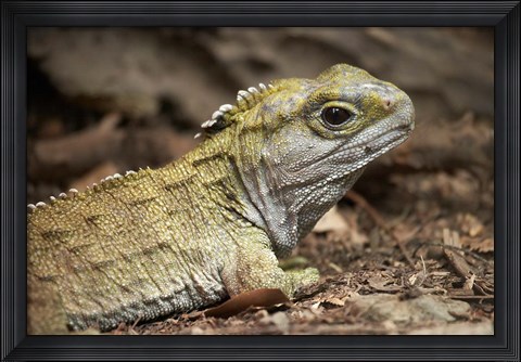 Framed Tuatara, lizard, Pukaha Mount Bruce Wildlife, New Zealand Print