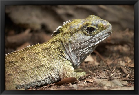 Framed Tuatara, lizard, Pukaha Mount Bruce Wildlife, New Zealand Print