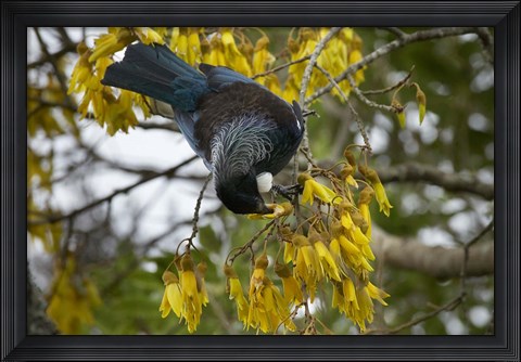 Framed Tui bird, Kowhai Tree, North Island, New Zealand Print