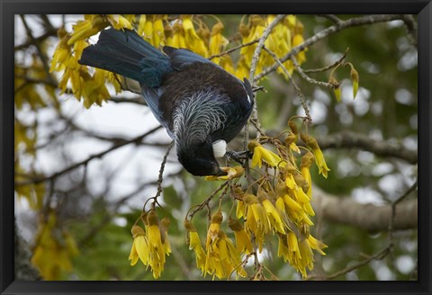 Framed Tui bird, Kowhai Tree, North Island, New Zealand Print