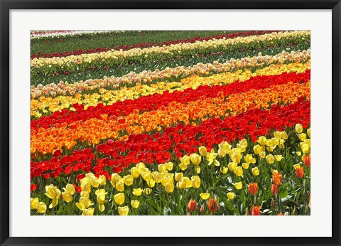 Framed Tulip Fields, West Otago, South Island, New Zealand Print