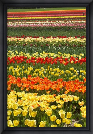 Framed Tulip flowers, West Otago, South Island, New Zealand Print