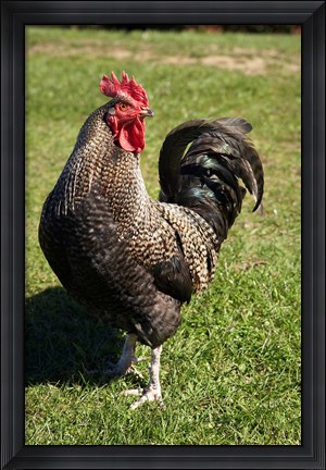 Framed Wild Chicken, Farm animal, Port Chalmers, New Zealand Print