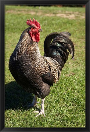 Framed Wild Chicken, Farm animal, Port Chalmers, New Zealand Print