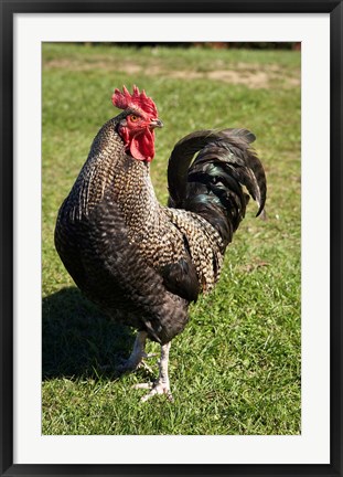 Framed Wild Chicken, Farm animal, Port Chalmers, New Zealand Print