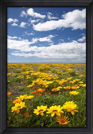 Framed Wildflowers, Marine Parade, Napier Waterfront, Hawkes Bay, North Island, New Zealand Print