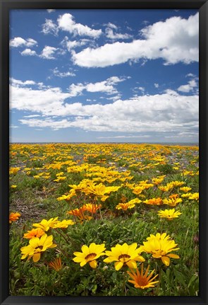 Framed Wildflowers, Marine Parade, Napier Waterfront, Hawkes Bay, North Island, New Zealand Print
