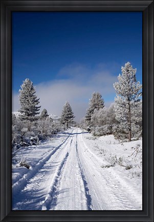 Framed Winter Pine Trees, Cambrians, South Island, New Zealand Print