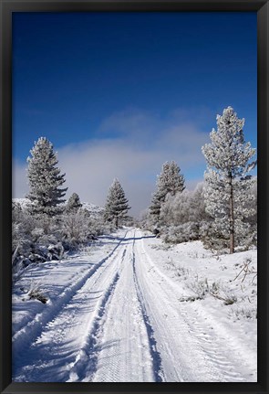 Framed Winter Pine Trees, Cambrians, South Island, New Zealand Print