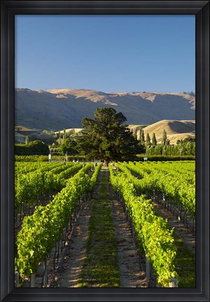 Framed Wooing Tree Vineyard, Cromwell, Central Otago, South Island, New Zealand Print