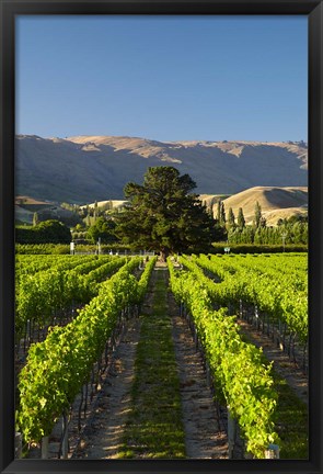 Framed Wooing Tree Vineyard, Cromwell, Central Otago, South Island, New Zealand Print