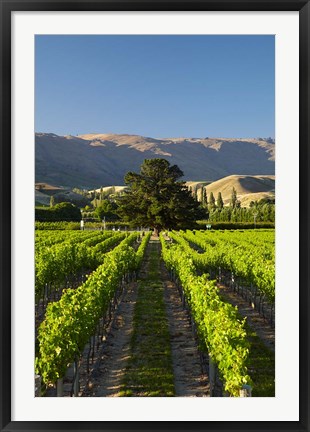 Framed Wooing Tree Vineyard, Cromwell, Central Otago, South Island, New Zealand Print