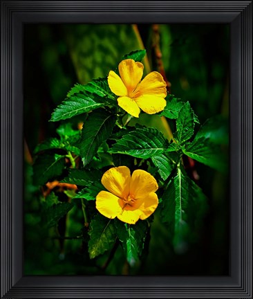 Framed Yellow alder, Falmouth Harbor, Antigua, British West Indies Print