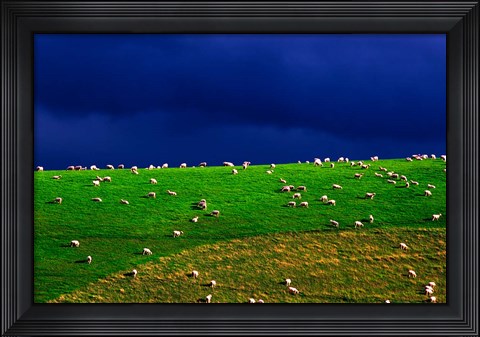 Framed New Zealand, South Island, sheep grazing, farm animal Print