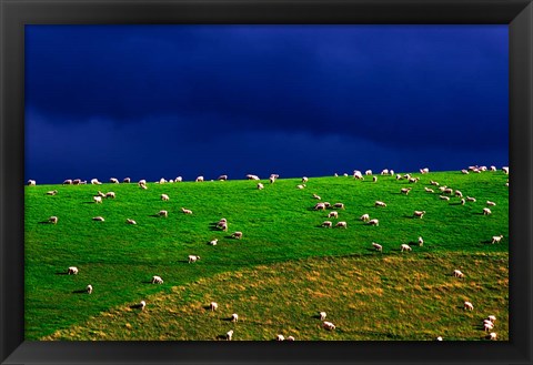 Framed New Zealand, South Island, sheep grazing, farm animal Print