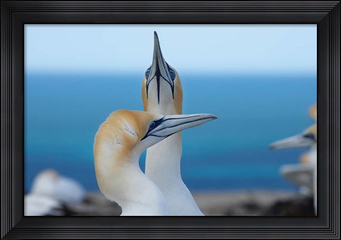 Framed Australasian Gannet birds, Hawkes Bay, New Zealand Print