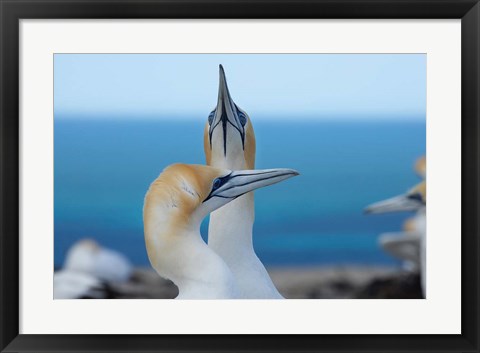 Framed Australasian Gannet birds, Hawkes Bay, New Zealand Print