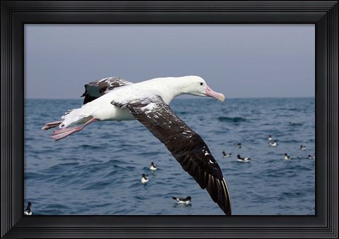 Framed Gibson&#39;s Albatross, Kaikoura, Marlborough, South Island, New Zealand Print