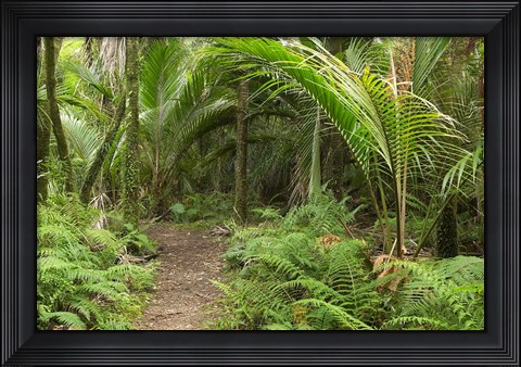 Framed New Zealand, Nikau Palms, Heaphy Path Print