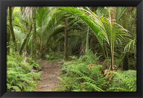 Framed New Zealand, Nikau Palms, Heaphy Path Print