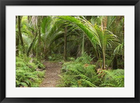 Framed New Zealand, Nikau Palms, Heaphy Path Print