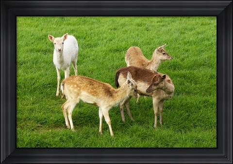 Framed New Zealand, South Island, Karamea, Fawn, Deer Print