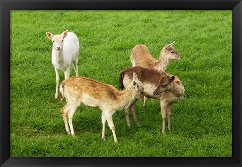 Framed New Zealand, South Island, Karamea, Fawn, Deer Print