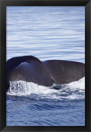 Framed Sperm Whale, Kaikoura, Marlborough, South Island, New Zealand Print