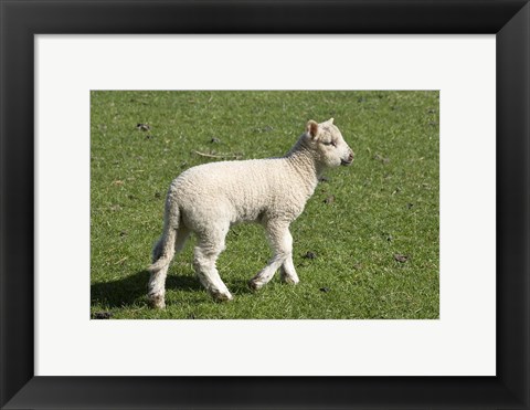 Framed Spring lamb, Dunedin, Otago, South Island, New Zealand Print