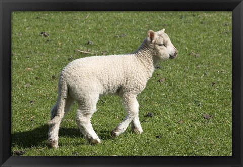 Framed Spring lamb, Dunedin, Otago, South Island, New Zealand Print