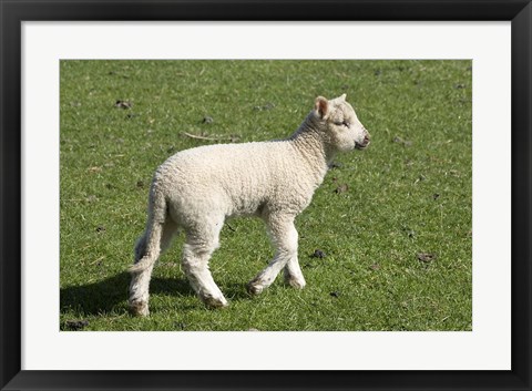 Framed Spring lamb, Dunedin, Otago, South Island, New Zealand Print