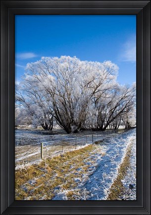 Framed Hoar Frost, Oturehua, South Island, New Zealand Print