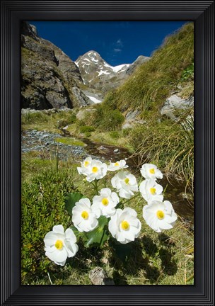 Framed New Zealand Arthurs Pass, Mountain buttercup flower Print
