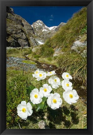 Framed New Zealand Arthurs Pass, Mountain buttercup flower Print