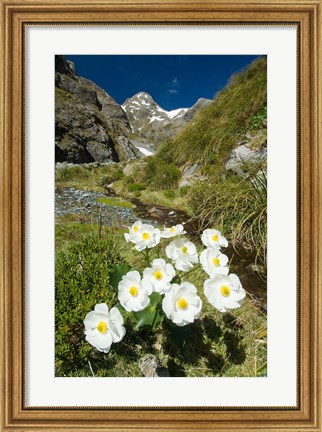 Framed New Zealand Arthurs Pass, Mountain buttercup flower Print