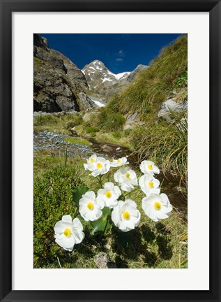 Framed New Zealand Arthurs Pass, Mountain buttercup flower Print