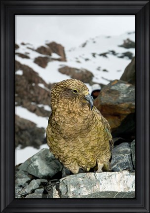 Framed New Zealand, South Island, Arrowsmith, Kea bird up close Print
