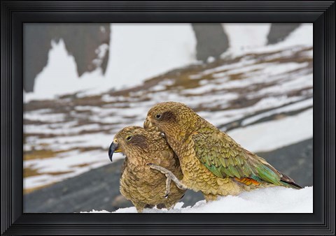 Framed New Zealand, South Island, Arrowsmith, Kea birds Print